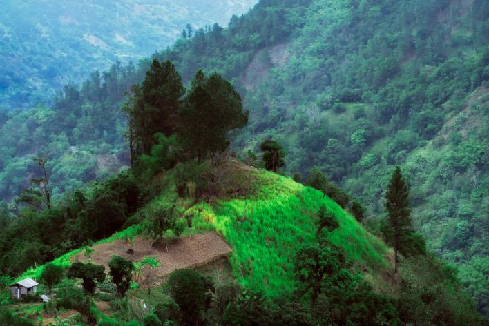 Green Trees on Mountain